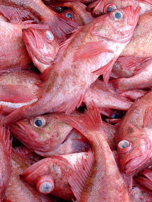Морской окунь